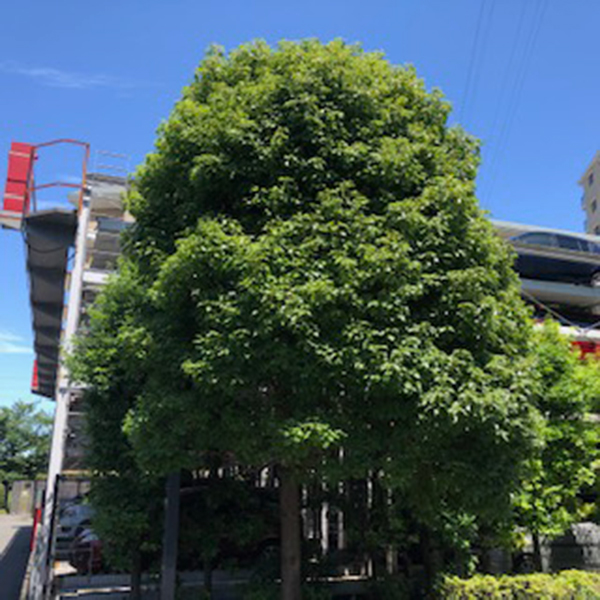 剪定 剪定