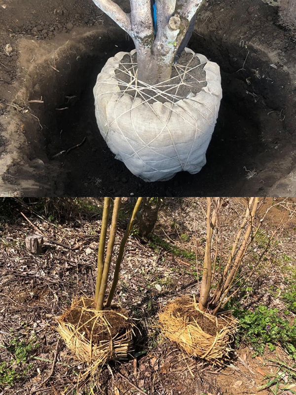 移植準備 根巻き作業 移植準備 根巻き作業